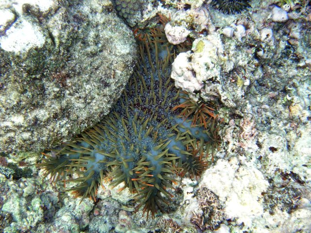 65- L'etoile de mer venimeuse Acanthaster Planci 